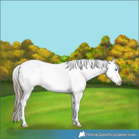 Horse Color:White Spotted Grullo Roan Splash Tobiano Appaloosa  Brindle