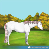Horse Color:Silver Amber Cream Champagne Splash Tobiano Appaloosa