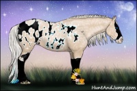 Horse Color:Palomino Ice Pearl Sabino Splash Appaloosa 