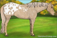 Horse Color:Palomino Roan Appaloosa