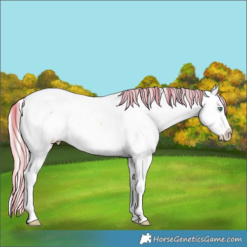 Horse Color:Silver Classic Cream Champagne Roan Dun Splash Tobiano Appaloosa 