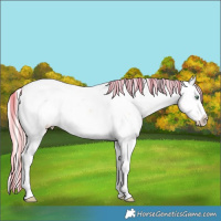 Horse Color:Silver Classic Cream Champagne Roan Dun Splash Tobiano Appaloosa