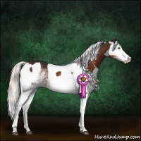Horse Color:White Spotted Brown Sabino  and White Spotted Silver Brown Appaloosa 