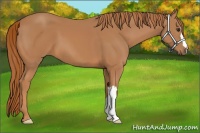 Horse Color:Chestnut 