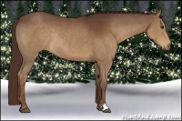 Horse Color:Liver Chestnut Rabicano 