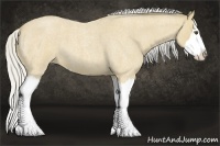 Horse Color:Silver Buckskin Roan Splash 