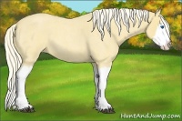Horse Color:Palomino Roan Splash 