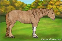 Horse Color:Chestnut  and Chestnut 