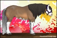 Horse Color:Buckskin Splash 
