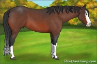 Horse Color:Bay Roan Splash