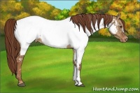 Horse Color:Red Dun Near Fewspot 