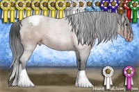 Horse Color:Brown Appaloosa 