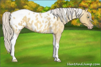 Horse Color:Gray Silver Amber Cream Champagne Roan Dun Splash Tobiano Frame Appaloosa Rabicano 