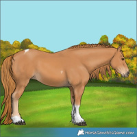 Horse Color:Chestnut Tobiano 