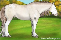Horse Color:Buckskin Pearl Dun Sabino Splash Appaloosa 