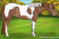 Horse Color:Chestnut Tobiano Varnish Rabicano 