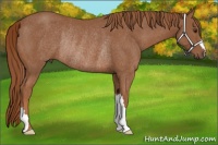 Horse Color:Chestnut Rabicano 