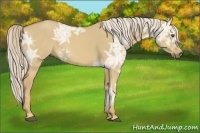 Horse Color:Palomino Ice Dun Sabino 