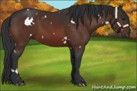 Horse Color:White Spotted Brown 