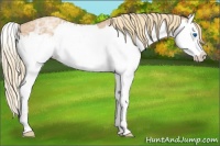 Horse Color:Gold Champagne Ice Roan Splash 