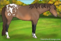 Horse Color:Buckskin Appaloosa