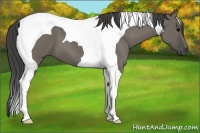 Horse Color:Smoky Grullo Tobiano 
