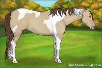 Horse Color:Classic Cream Champagne Dun Tobiano