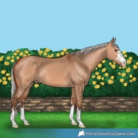 Horse Color:Silver Bay Dun