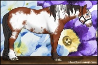 Horse Color:Bay Frame 
