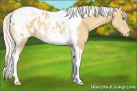 Horse Color:Silver Classic Cream Champagne Tobiano Appaloosa 