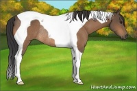Horse Color:Buckskin Tobiano Rabicano