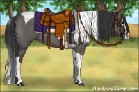 Horse Color:Grullo Splash Tobiano