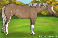 Horse Color:White Spotted Silver Bay Dun Rabicano 