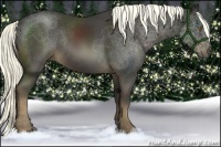 Horse Color:Liver Chestnut Rabicano 