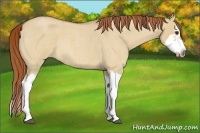 Horse Color:Red Dun Roan Splash Frame Rabicano