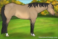 Horse Color:Buckskin Dun 