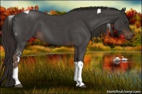 Horse Color:Liver Red Roan Tobiano