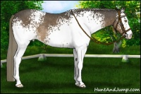 Horse Color:White Spotted Liver Chestnut Mushroom Rabicano 