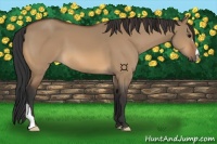 Horse Color:Bay Dun