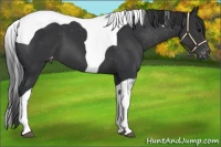 Horse Color:Black Tobiano Appaloosa 