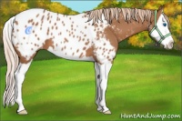 Horse Color:Chestnut Splash Near Leopard 