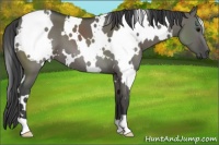 Horse Color:White Spotted Smoky Grullo 