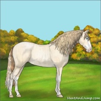 Horse Color:Buckskin Roan Pearl  and Buckskin Roan Pearl Splash 