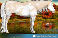 Horse Color:Silver Classic Champagne Dun Splash Frame 