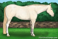 Horse Color:Buckskin Roan Pearl  and Buckskin Roan Pearl