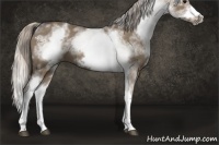 Horse Color:White Spotted Silver Grullo Splash Frame 