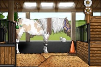 Horse Color:White Spotted Buckskin Roan Dun Appaloosa 