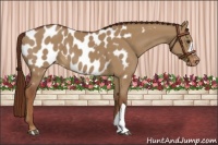 Horse Color:Red Dun Appaloosa 