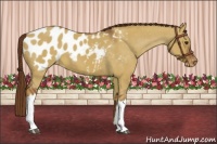 Horse Color:Red Dun Appaloosa 