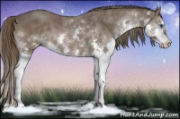 Horse Color:Liver Chestnut Sabino Splash